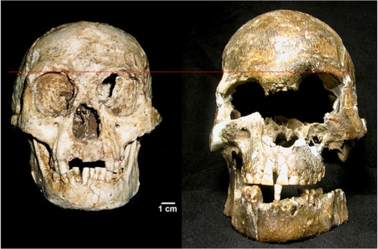 skull from flores