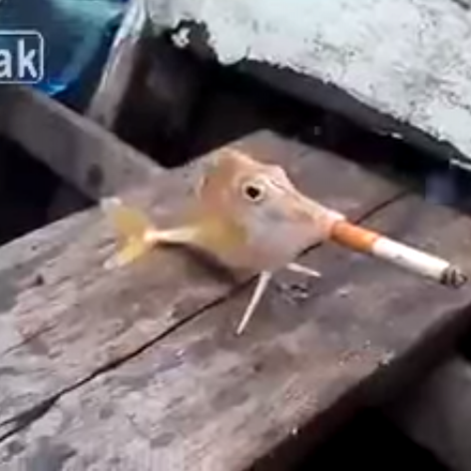 cigarette beer A pint of beer and a cigarette cigarette beer A pint of beer and a cigarette