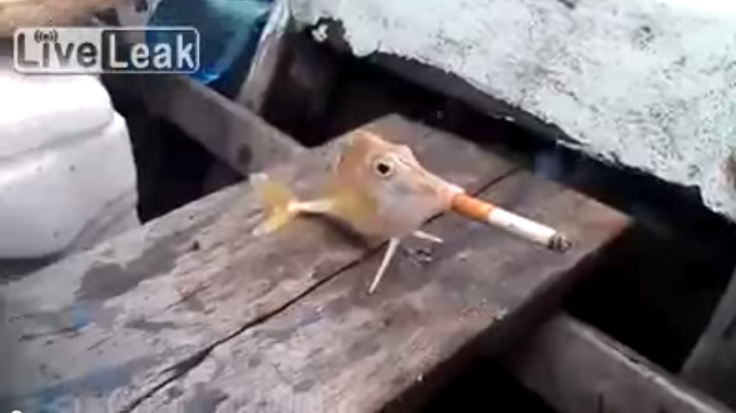 fish forced smoke cigarette
