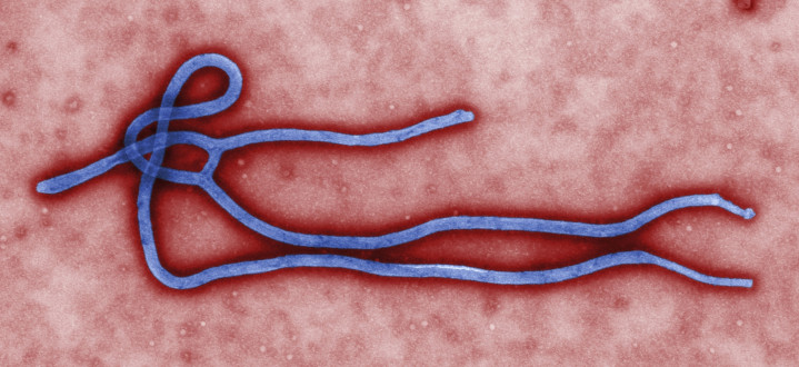 EBOLA.VIRUS EBOLA.VIRUS