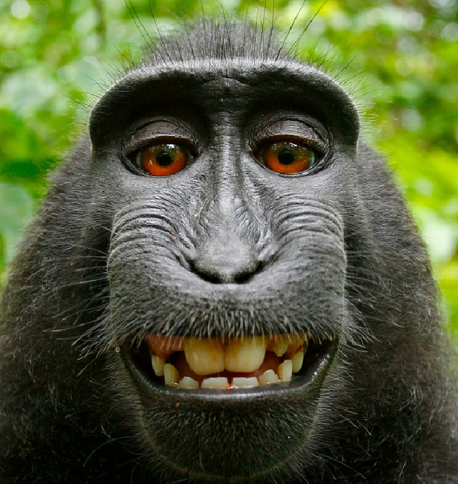 'Communist' Wikipedia Faces Lawsuit Over Monkey Selfie Copyright Dispute