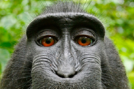 monkey selfie wikipedia