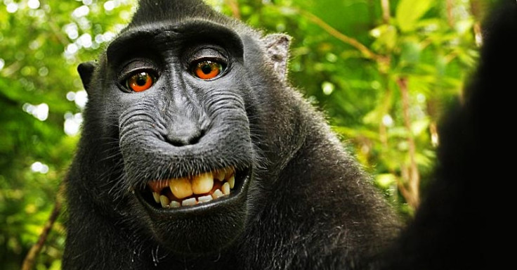 monkey selfie copyright wikipedia