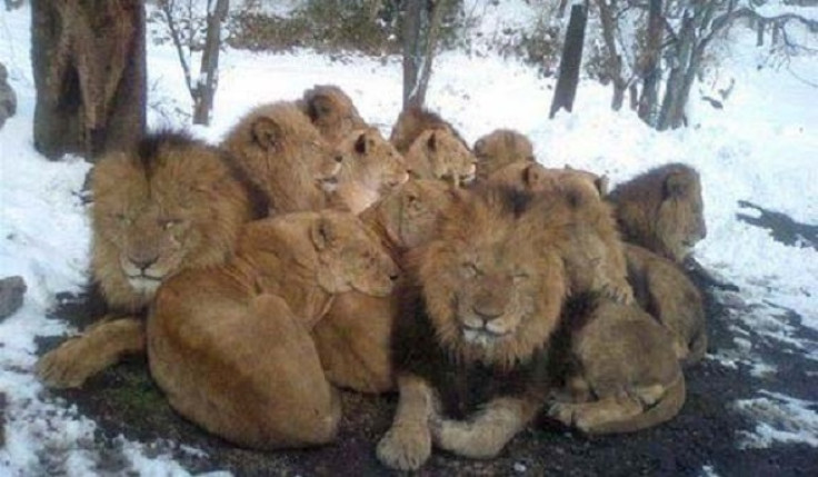 Lions in Winter - August in Johannesburg