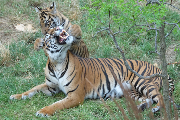 Tiger attacks on humans are rare although the predators are known to turn on their keepers