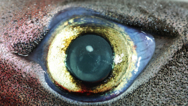lantern shark eye