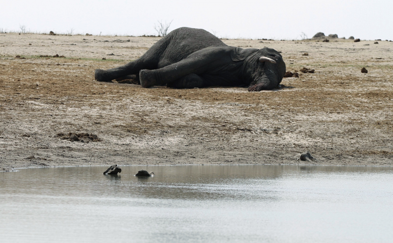 Poaching will make Elephants and Rhinos 'Extinct by 2034' | IBTimes UK