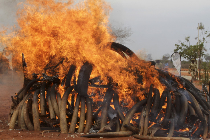 ivory trade