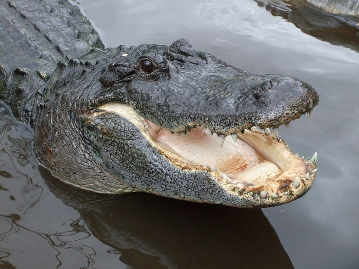 Alligator attack Texas