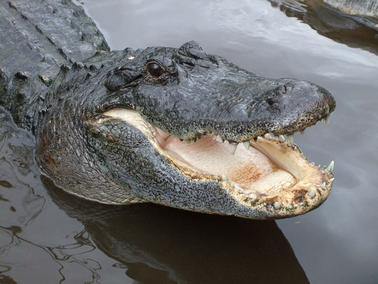Alligators were responsible for 12 attacks on humans in Florida last year. (WikiCommons) Alligators were responsible for 12 attacks on humans in Florida last year. (WikiCommons)