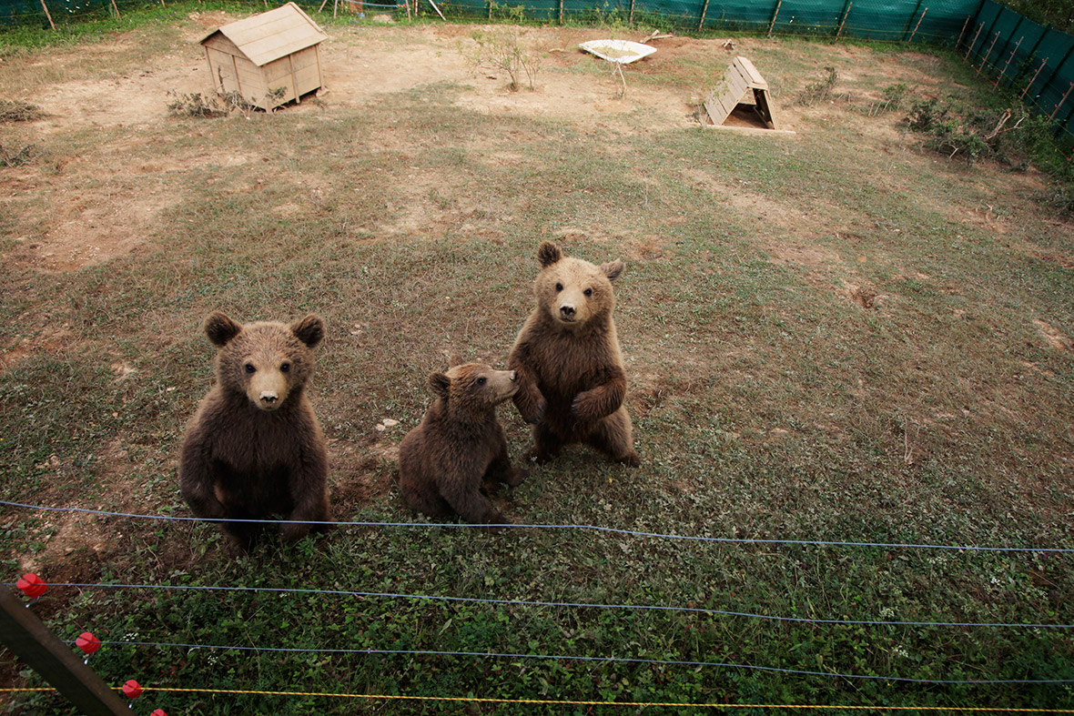 bear cubs