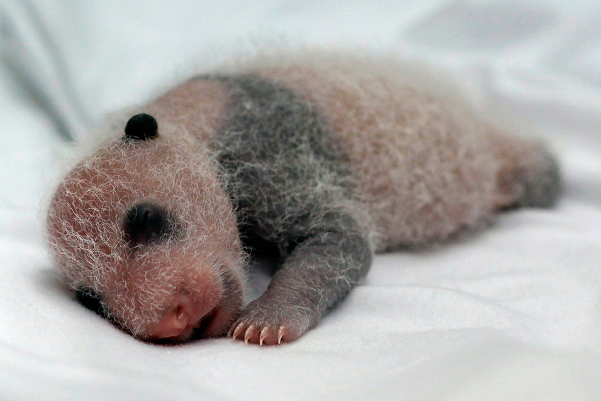 Hot Shots Photos of the Day: Tiny Panda Cub, Bizarre Fashion Show