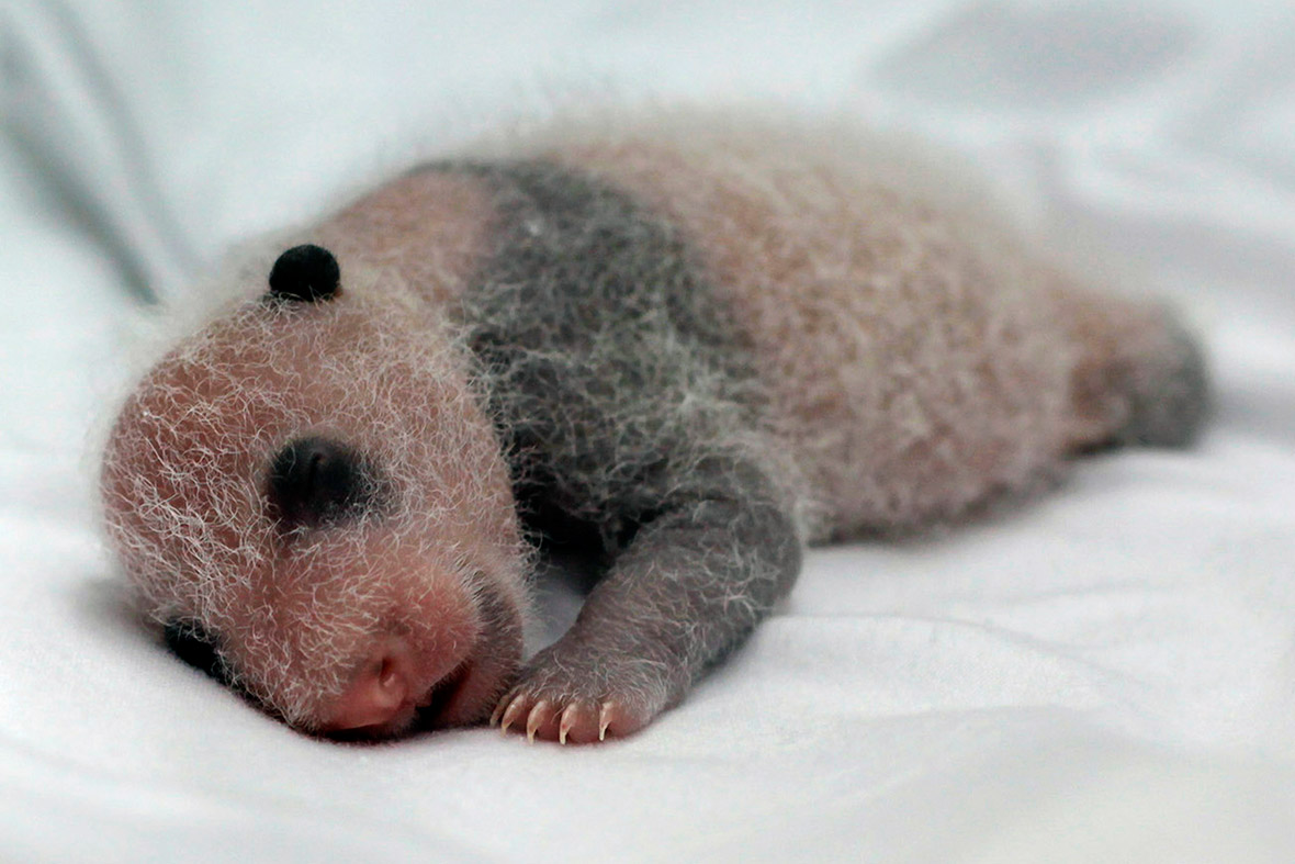 panda cub