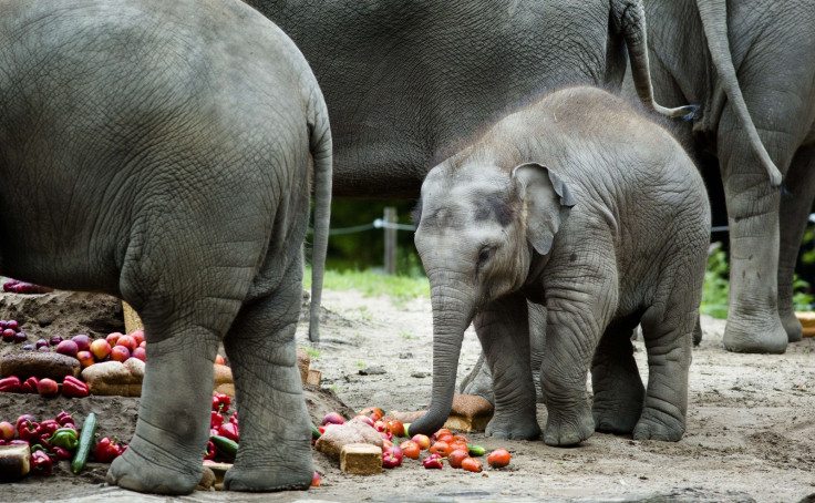 elephants