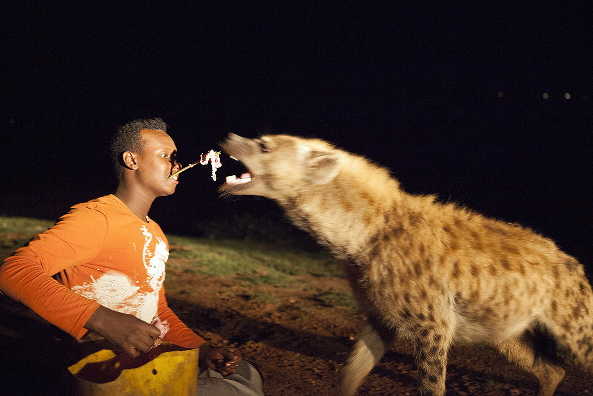 feeding hyena mouth