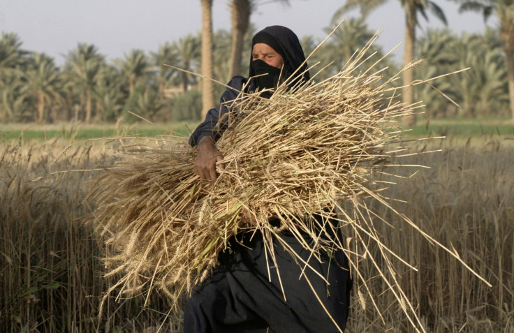 A woman carries a bundle of newly harvested wheat stalks in Albu Efan village southwest of Falluja