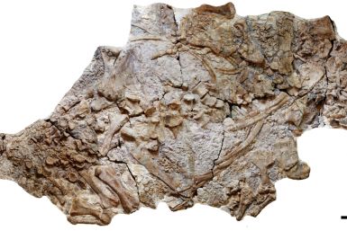 110 Million Year Old Dinosaur Found