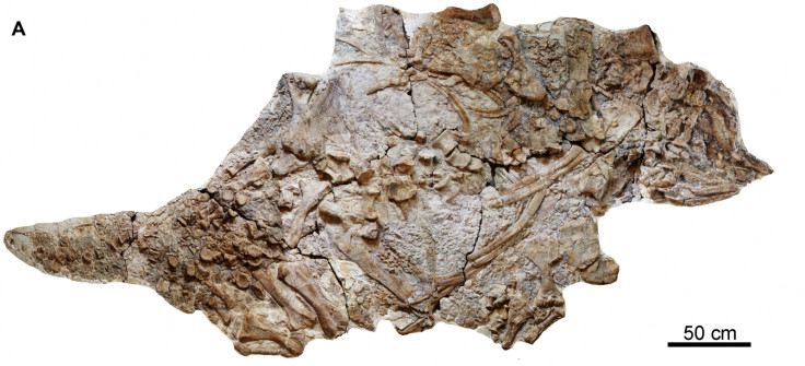110 Million Year Old Dinosaur Found