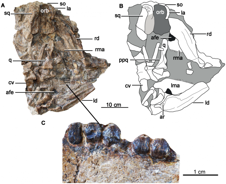 Holotype skull and mandibles of Chuanqilong chaoyangensis