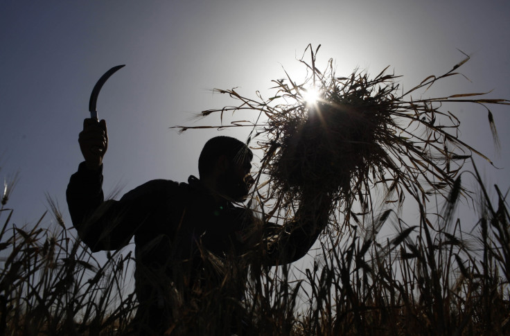 Palestinian farmer