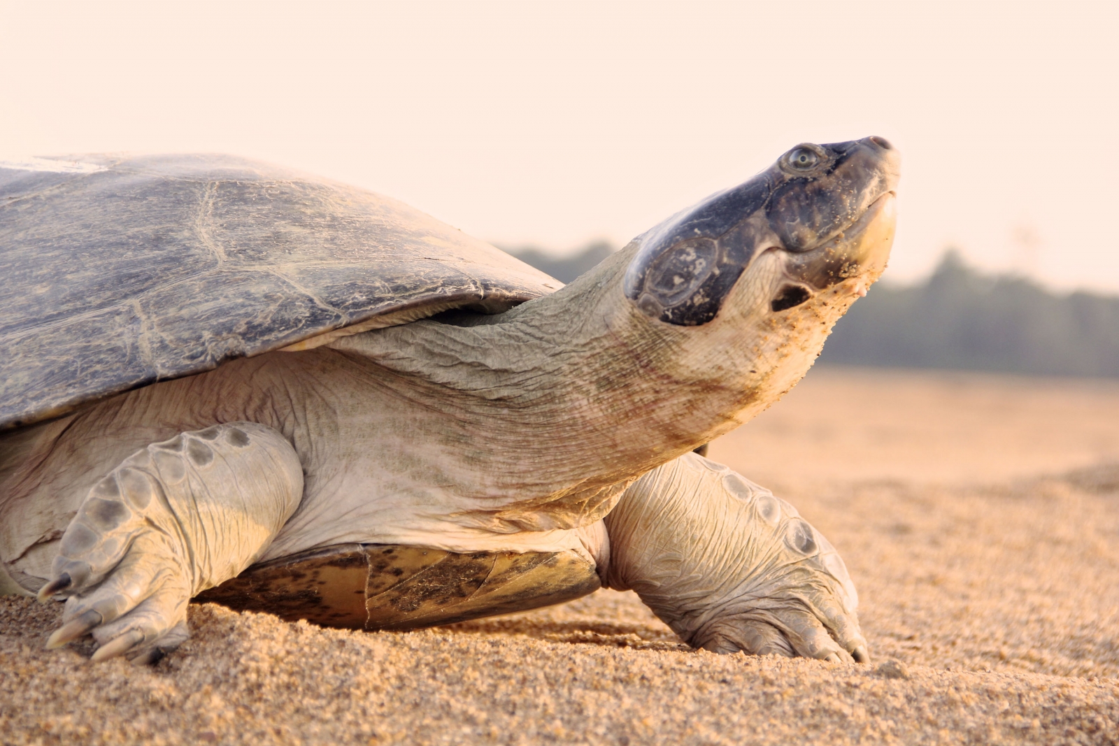 Brazil: Giant South American River Turtles Talk to Each Other, Study Finds