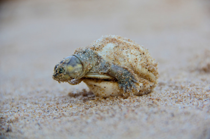 giant south american river turtle