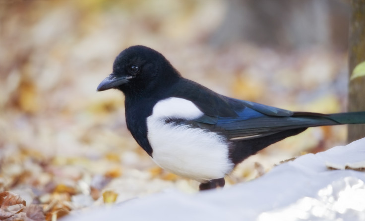 magpie