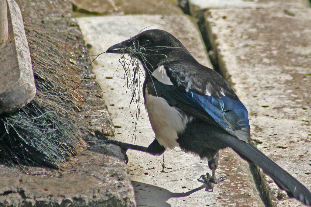 Myth Busted: Magpies Don't Steal Shiny Objects – They are Scared of Them