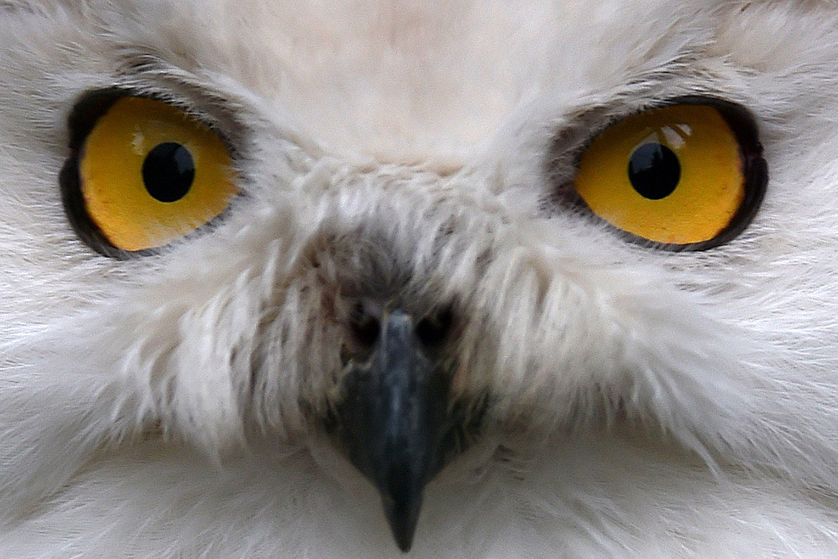 snowy owl eyes