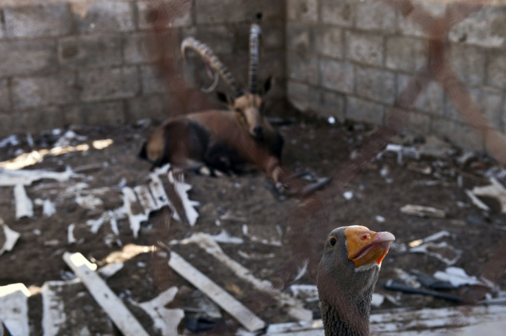 Gaza zoo