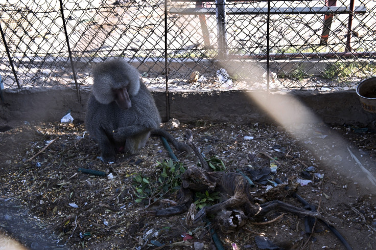 Gaza zoo