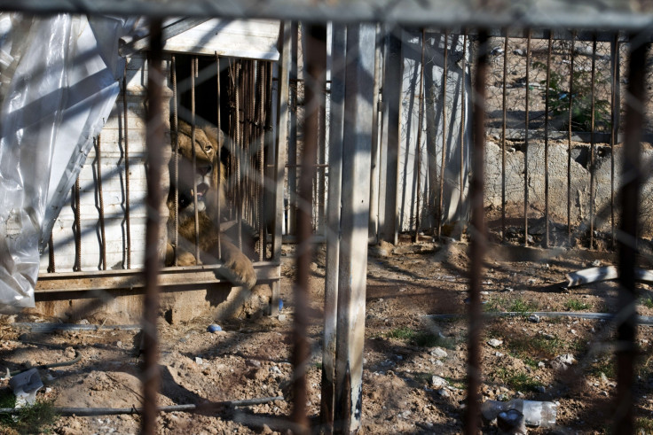 Gaza zoo