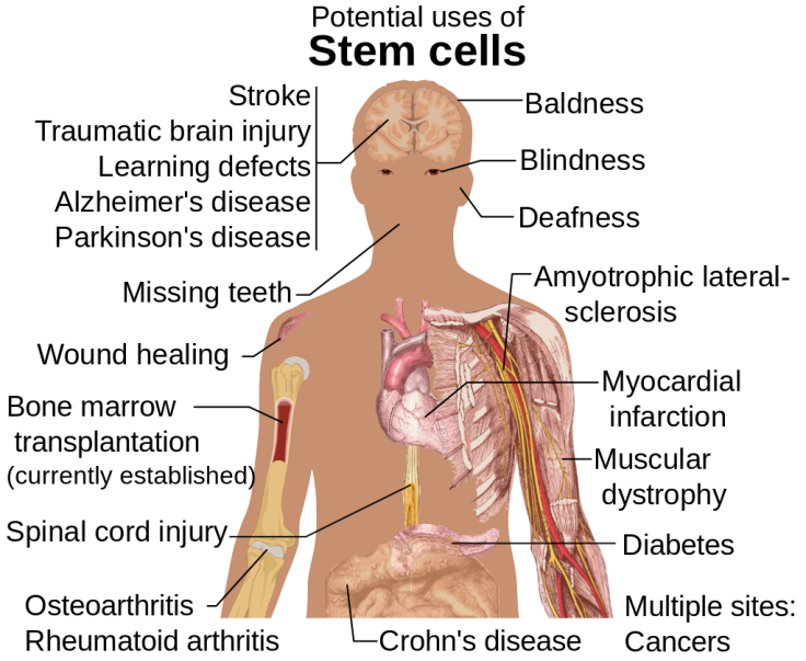 Stem cells could be used to repair many types of injuries