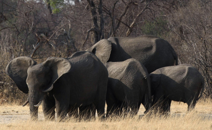 AFRICA.ELEPHANTS