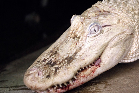 An albino crocodile - not Michael Jackson the saltwater croc