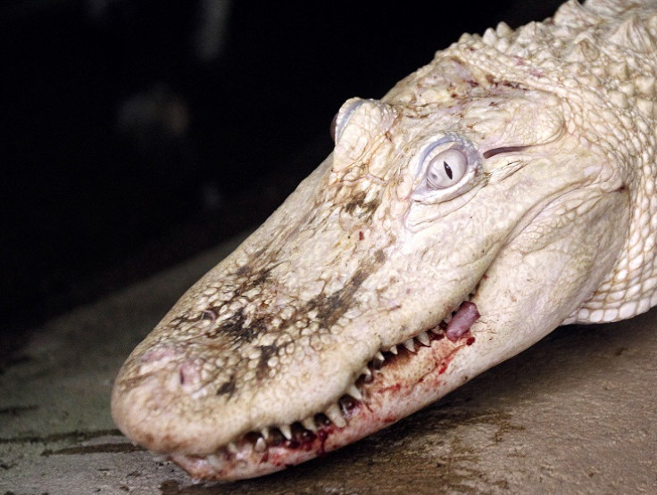 An albino crocodile - not Michael Jackson the saltwater croc