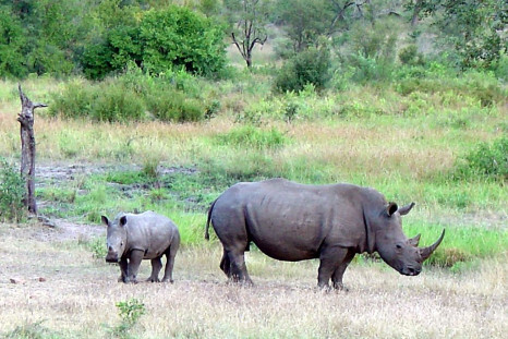 A Rhino in Limpopo