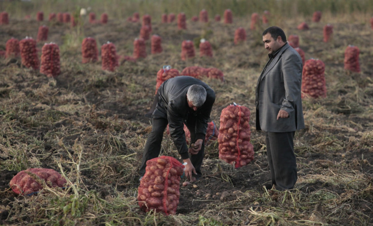 Workes harvesting potato crop on a Russian farm