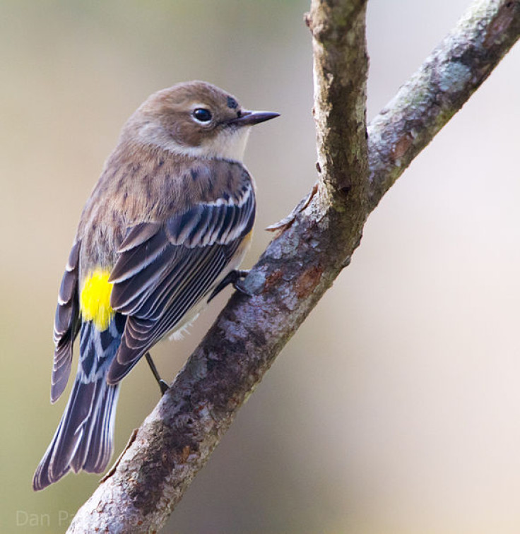 Yellow-rumped Warbler bird