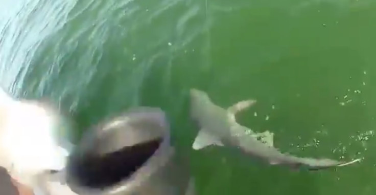 shark eaten by fish