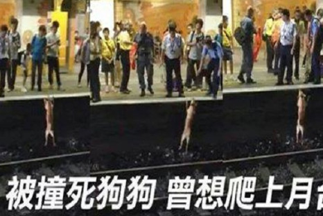 Dog tries to mount platform at Fanling Station shortly before dying and starting a social media firestorm