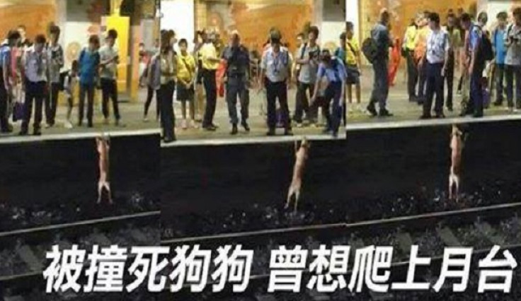 Dog tries to mount platform at Fanling Station shortly before dying and starting a social media firestorm