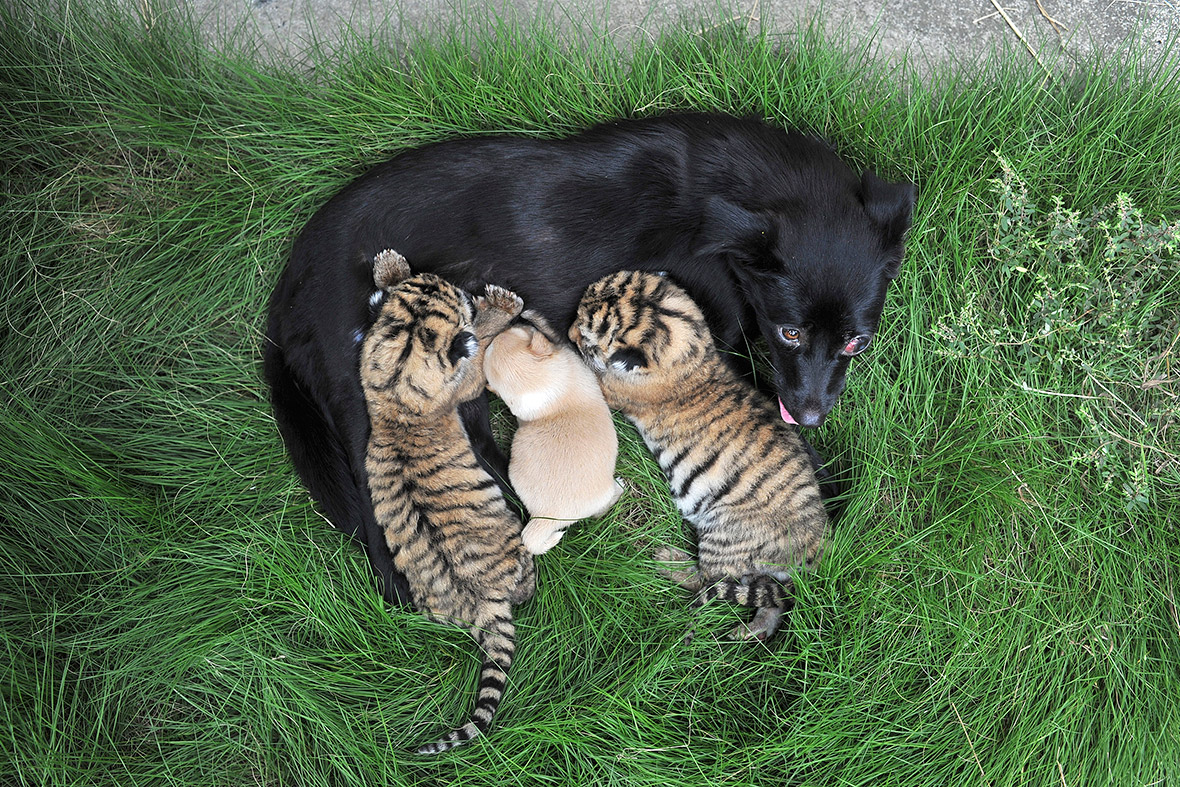 dog feeding tiger cubs