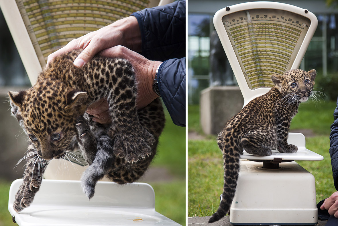leopard cub weighed
