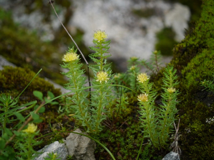 Rhodiola