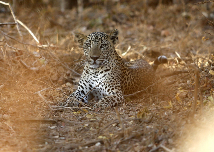 LEOPARD.CONFLICT