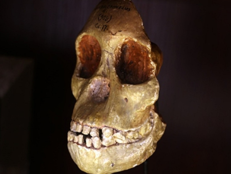 Taung Child