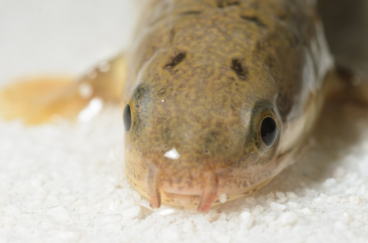 Polypterus senegalus