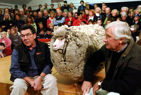 Shrek the sheep