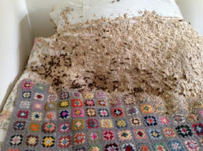 wasp nest